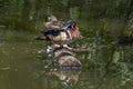 Profile of the Male and Female Wood Duck
